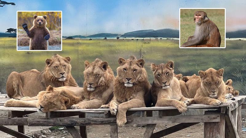 land of lions turkey