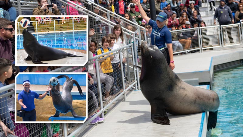 sea lion show antalya