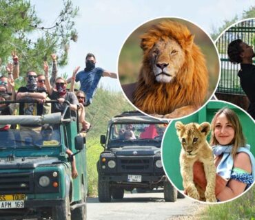 jeep safari lion park tour