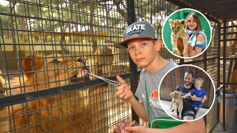 feeding-and-photo-with-lions