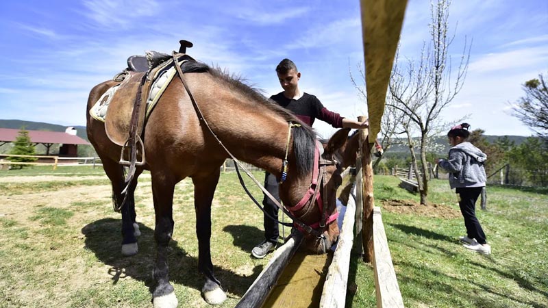 alanya horse ranch, horse riding