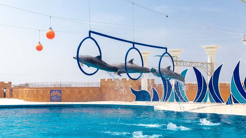 belek dolphinarium