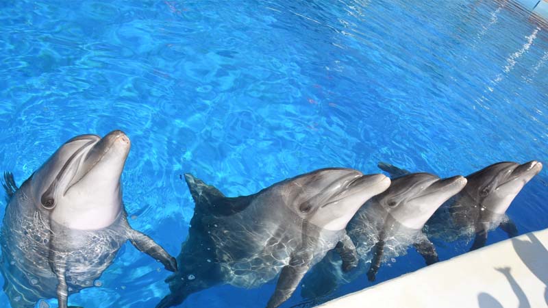 dolphin show in belek