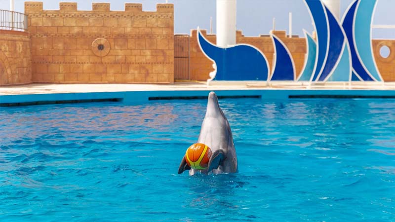 lara dolphin park ticket