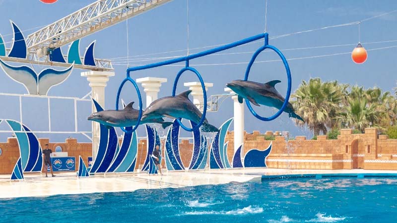 side dolphin show