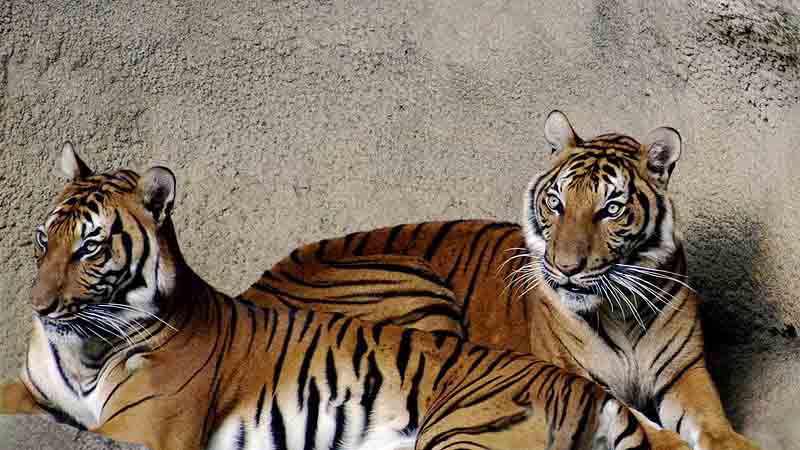 antalya tiger park