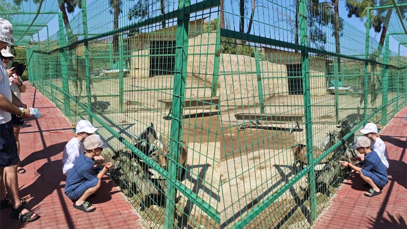 feeding-animal experience in antalya