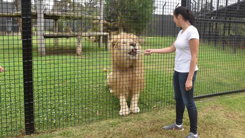 lion feeding experience alanya