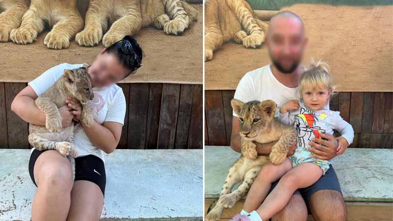 pet lion cubs in okurcalar