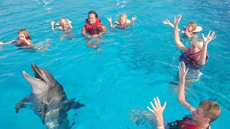 swimming with dolphins in bogazkent